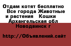 Отдам котят бесплатно  - Все города Животные и растения » Кошки   . Архангельская обл.,Новодвинск г.